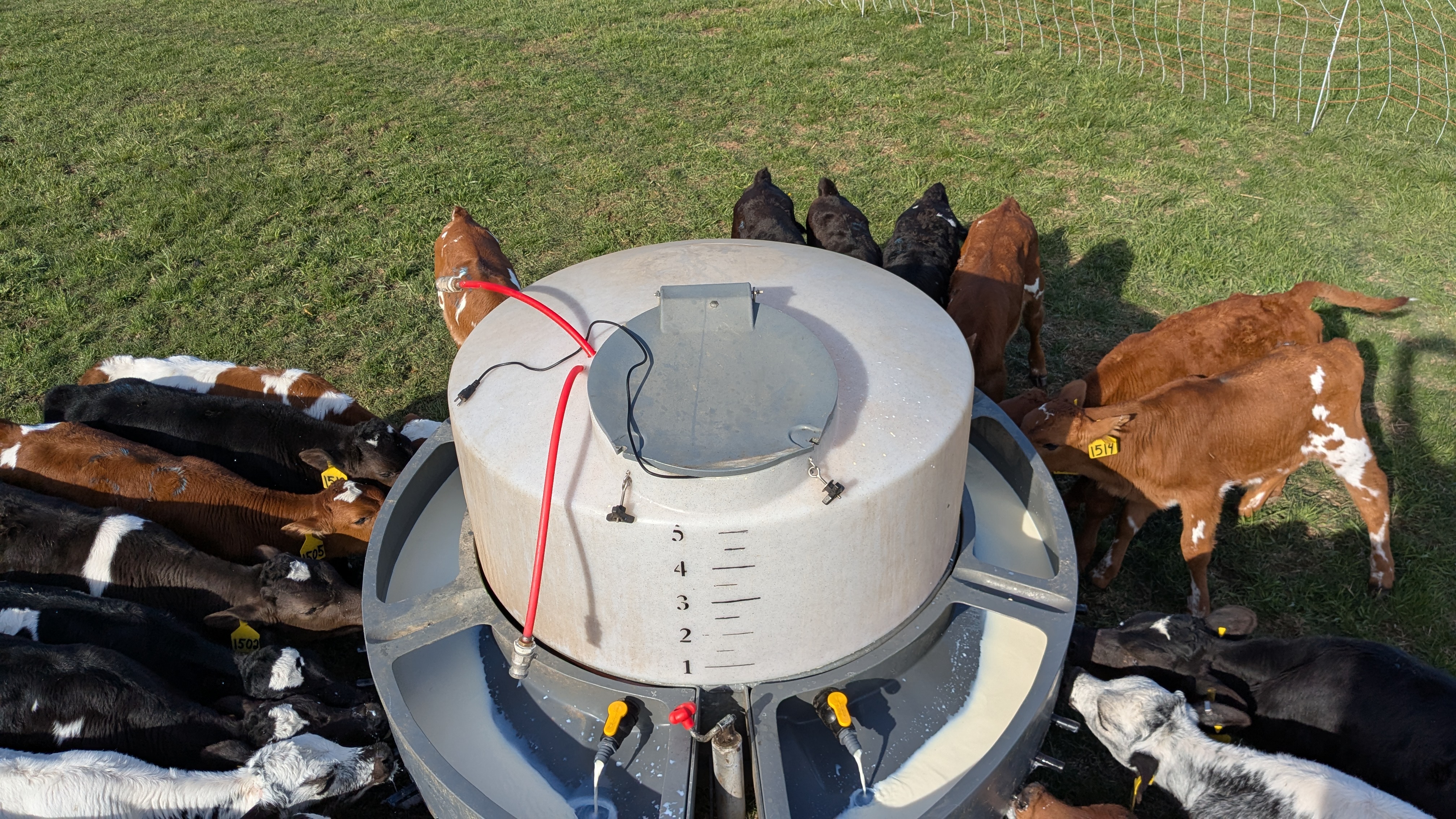 Calves drinking milk together from a circular milk feeder on grass