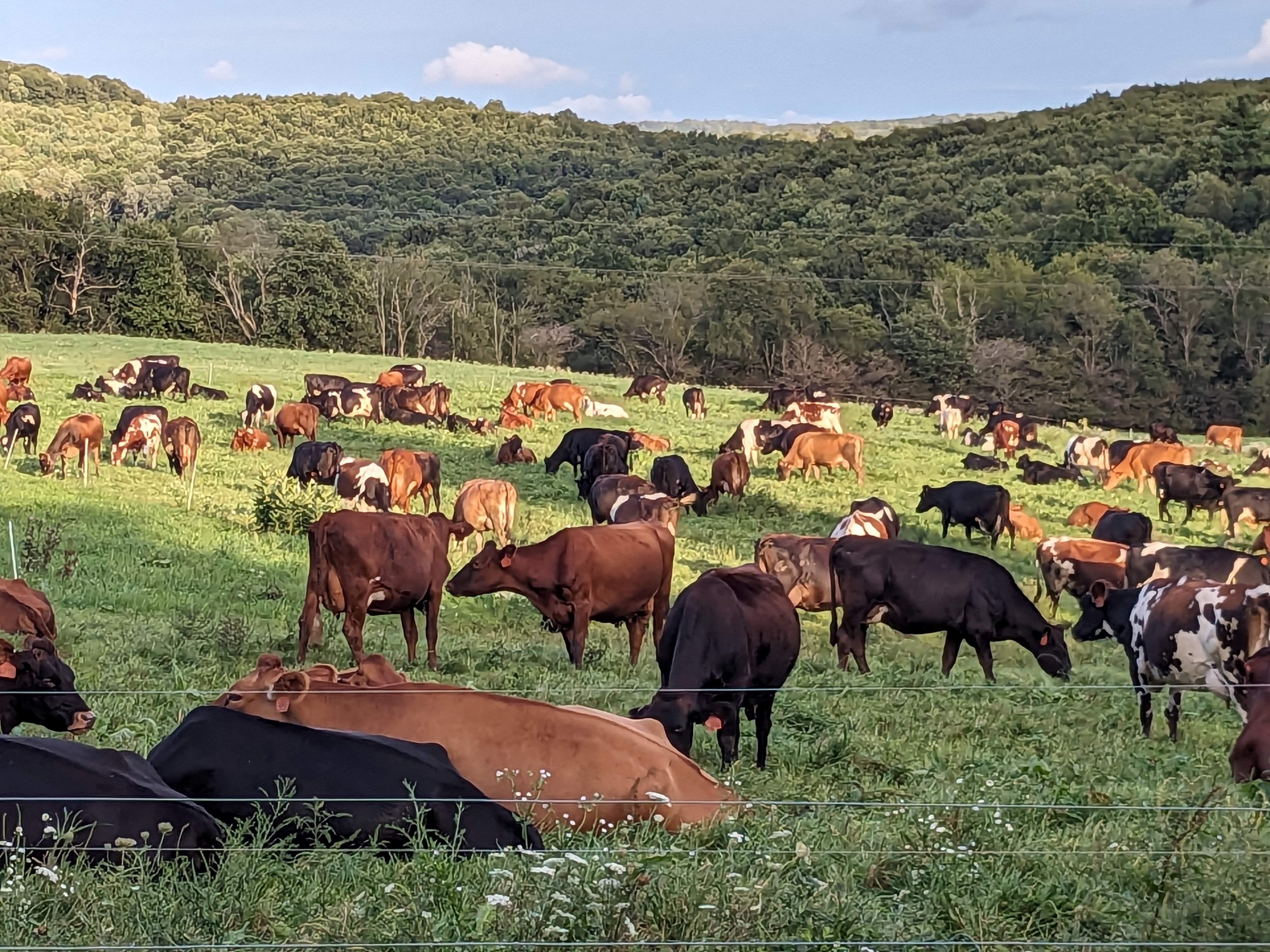 Dairy cows grazing on green pasture beneath wooded rolling hills