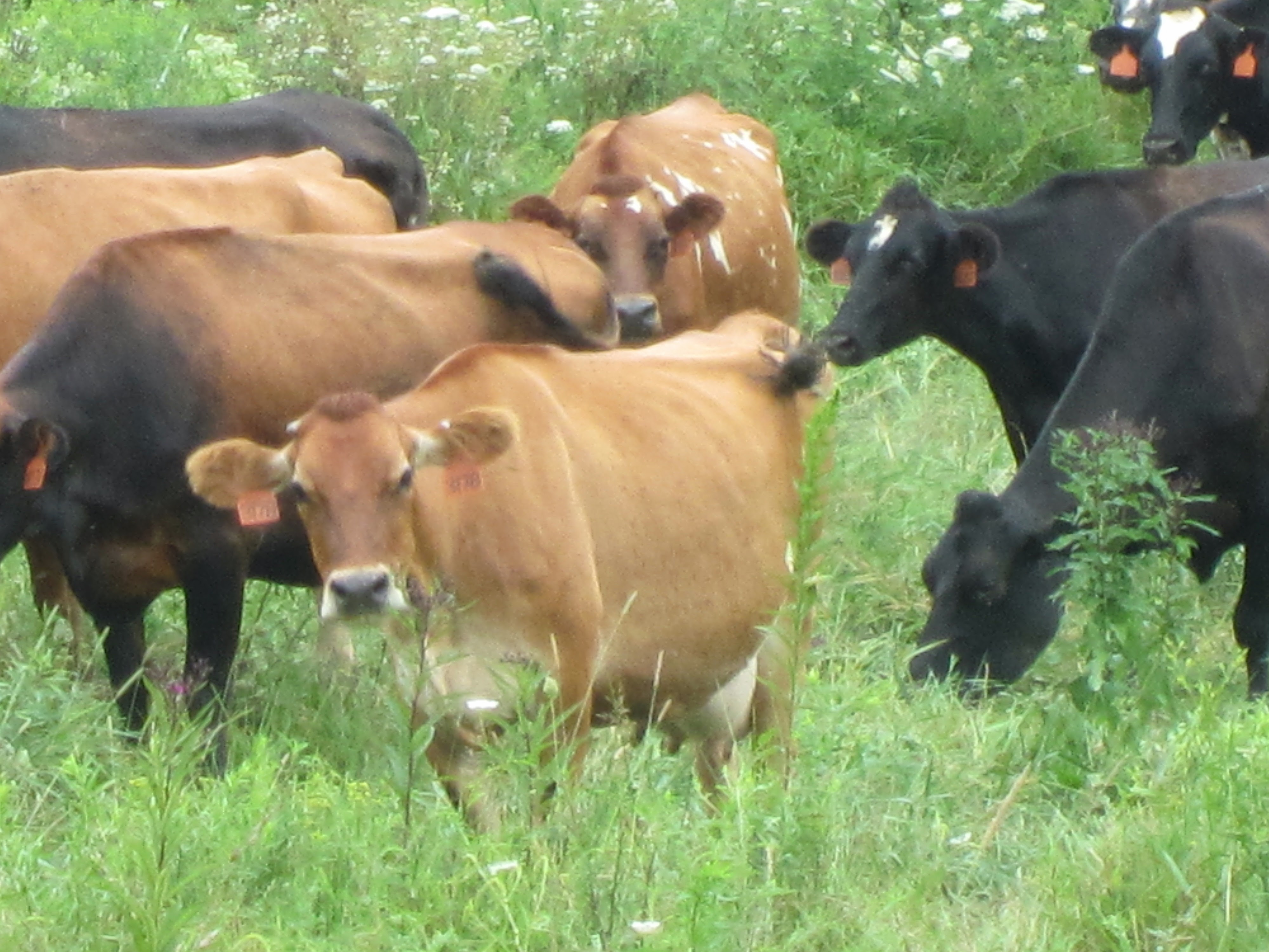 Brown and black dairy cows standing together in leafy green pasture