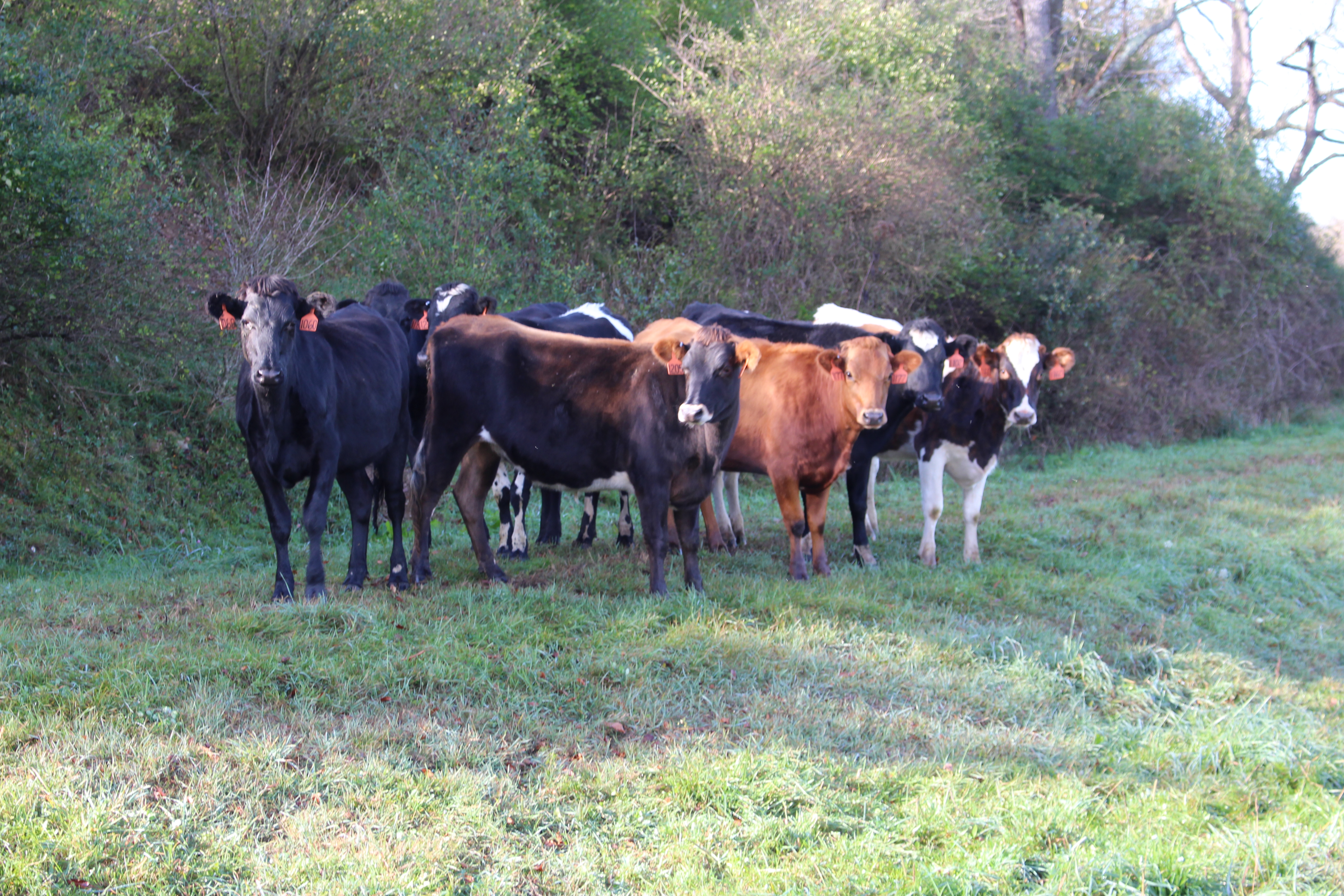 A group of dairy cows in pasture beside a wooded field edge